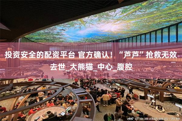 投资安全的配资平台 官方确认！“芦芦”抢救无效去世_大熊猫_中心_腹腔