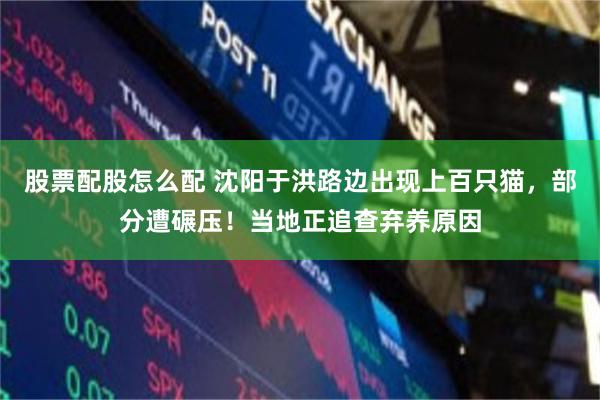 股票配股怎么配 沈阳于洪路边出现上百只猫,部分遭碾压!当地正追查弃养原因