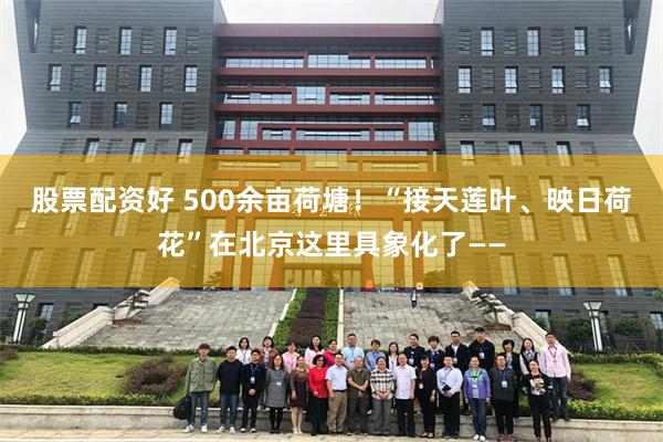 股票配资好 500余亩荷塘！“接天莲叶、映日荷花”在北京这里具象化了——